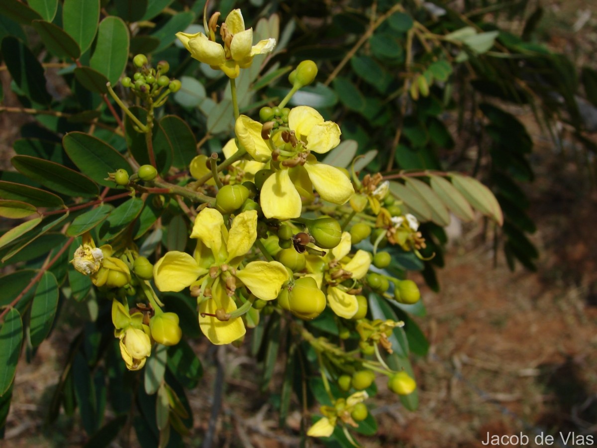 Senna siamea (Lam.) H.S.Irwin & Barneby